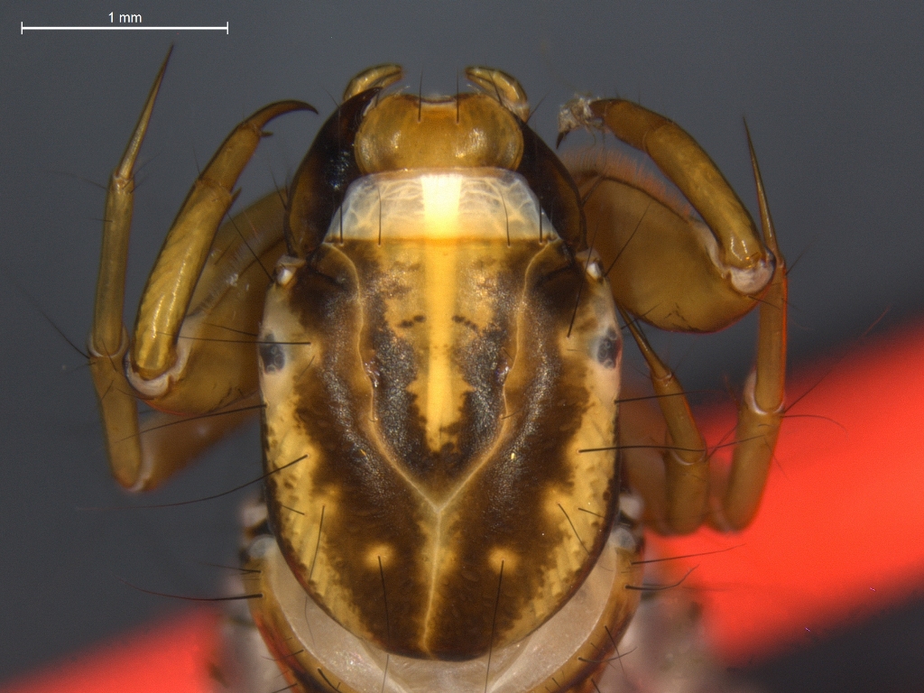 Oligostomis reticulata